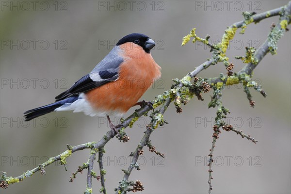 Eurasian Bullfinch