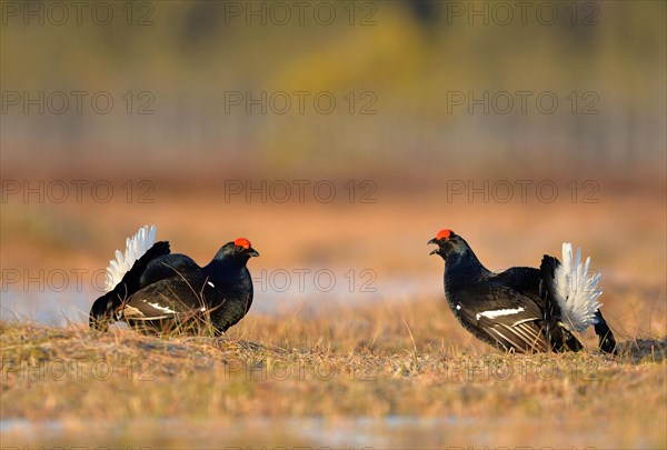 Black Grouse