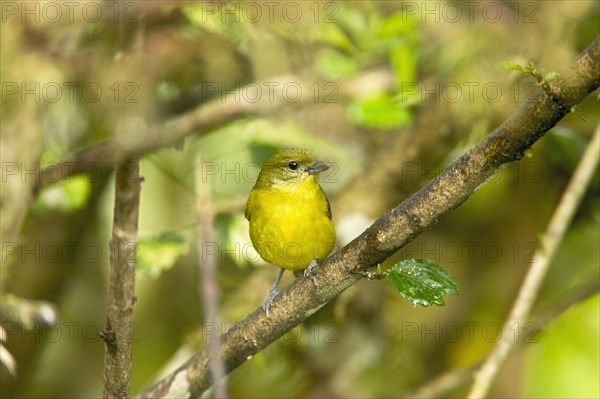 Thick-billed Euphonia