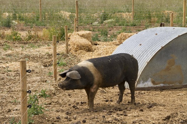 Saddle pig in the stable also with electric fence