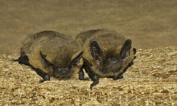 Common Pipistrelle