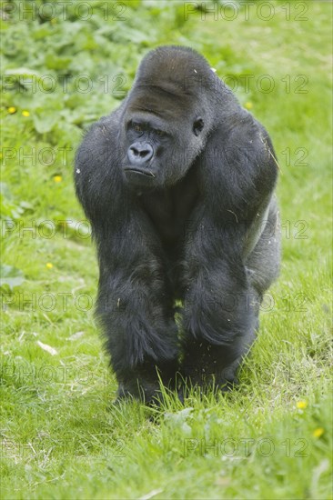 Western lowland gorilla