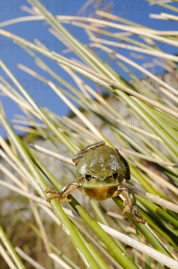 Stripeless Treefrog