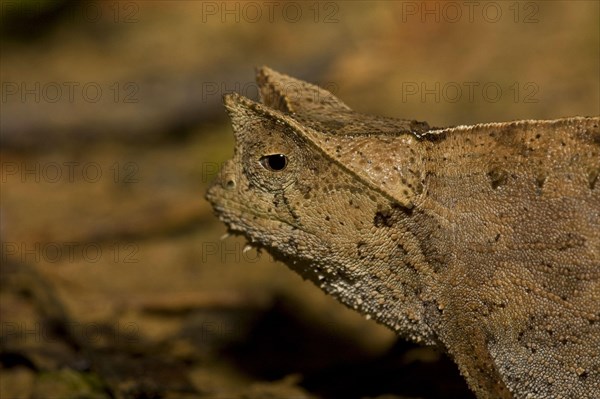 Brown leaf chameleons