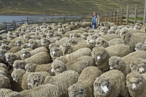 Sheep farm