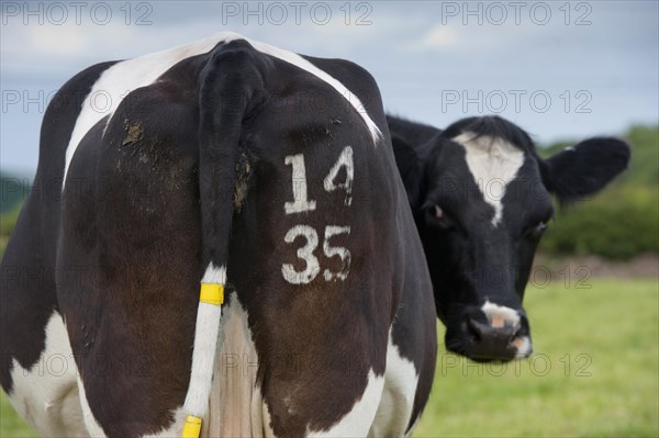 Domestic Cattle