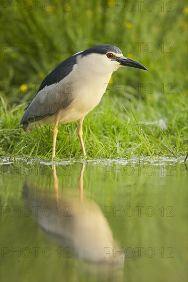 Black-crowned Night-heron