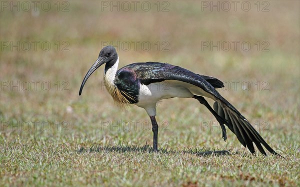 Straw-necked ibis