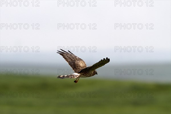 Montagu's Harrier