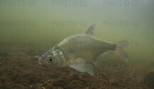 Common Bream