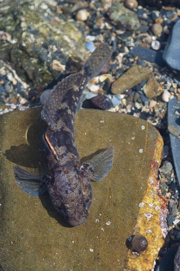 Rock Goby