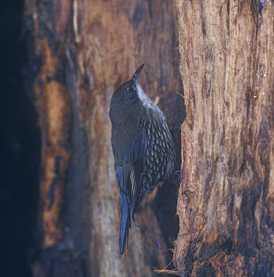 White Throated Treecreeper