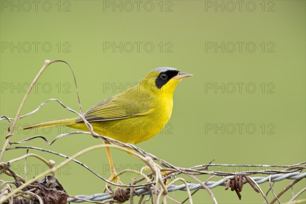 Masked masked yellowthroat