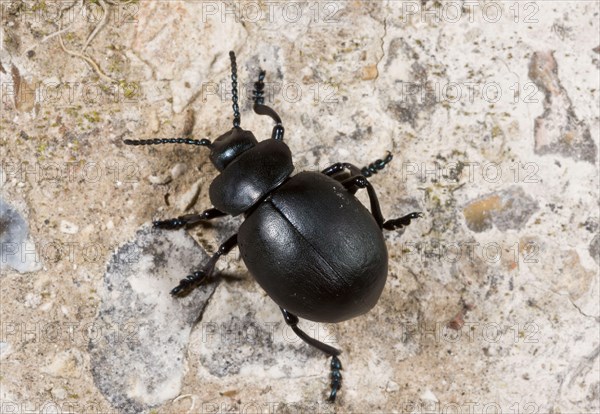 Bloody-nosed Beetle