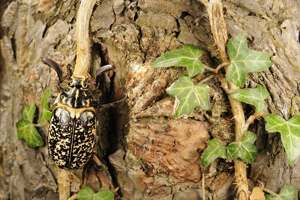 Pine Chafer