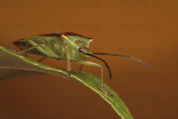 Hawthorn Shieldbug