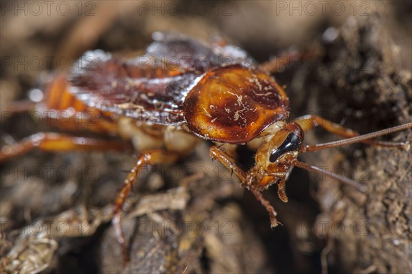 American cockroach