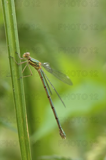 Willow Emerald Damselfly