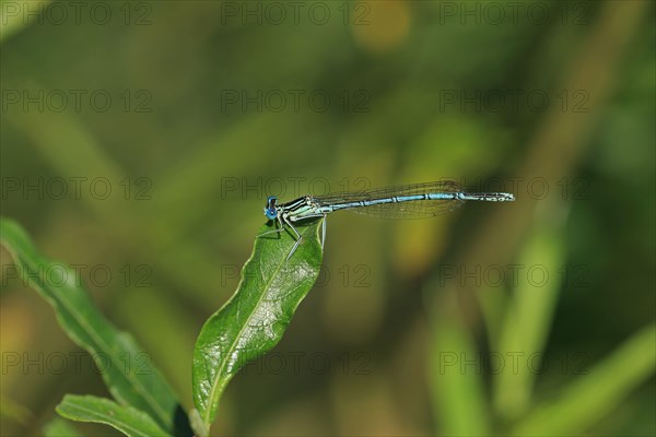 Blue damselfly