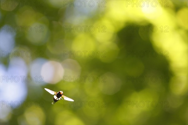 Pellucid Hoverfly