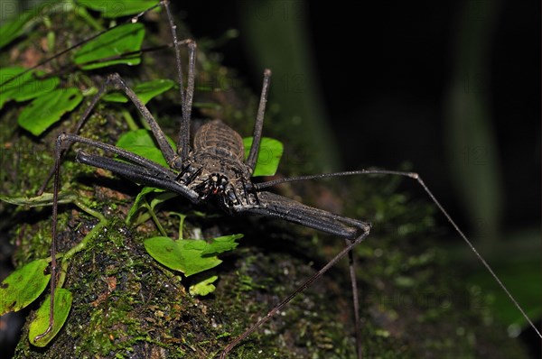 Flagellate spider