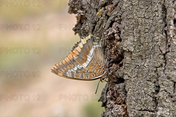 Two-tailed Pasha