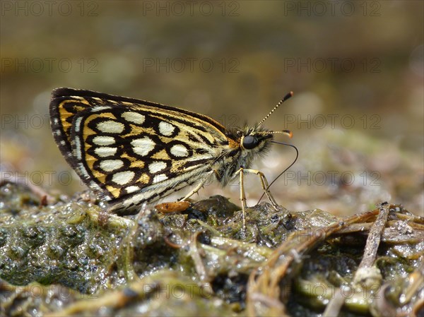 Large chequered large chequered skipper