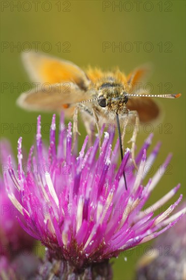 Little small skipper