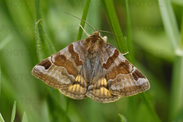 Burnet Companion Moth