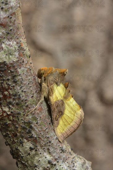 Burnished burnished brass