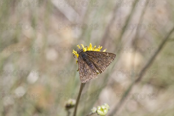 Skipper butterfly