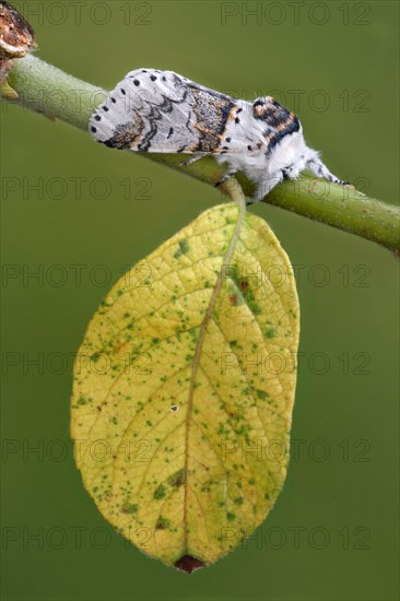 Adult sallow kitten moth