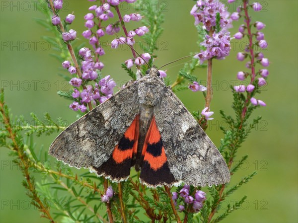 Red red underwing