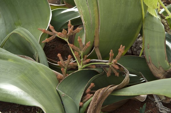 Welwitschia