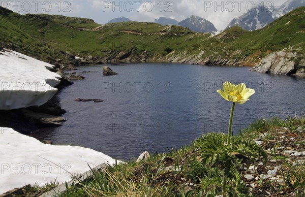 Flowering Yellow Alpine Passionflower