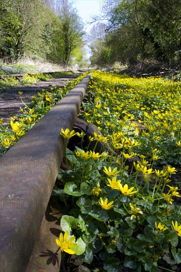 Lesser Celandine