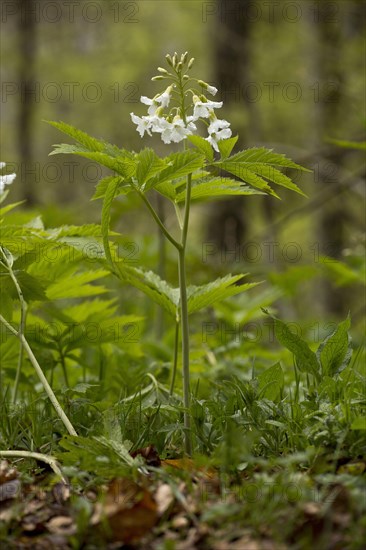 Seven-leaved Bittercress