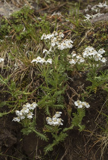 Musk Milfoil