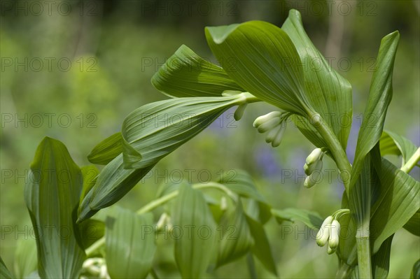 Common Solomon's Seal woodla