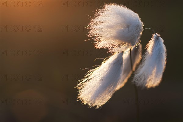 Common common cottongrass