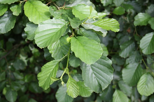 Black alder