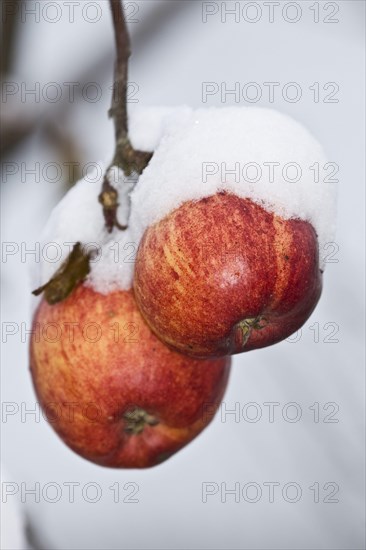 Cultivated apple tree