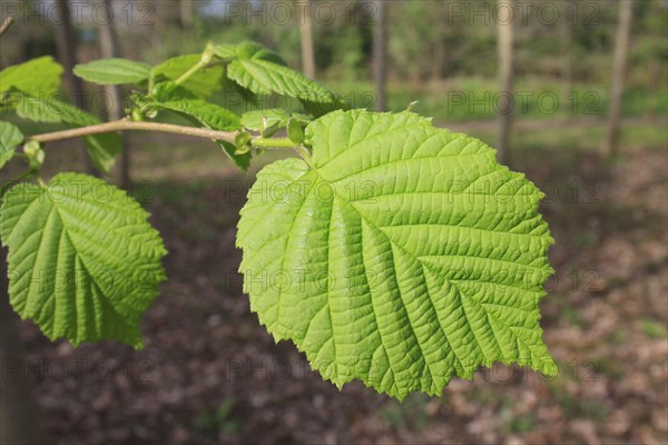 Common common hazel