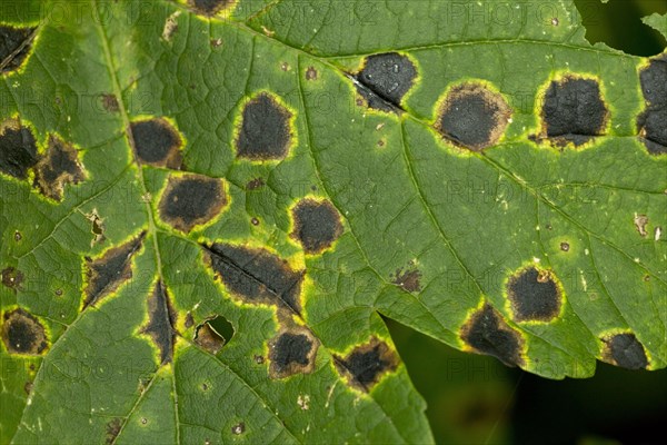 Lesions of tar spot