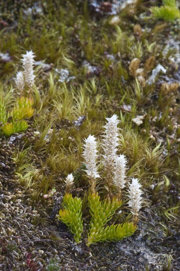 Magellan clubmoss