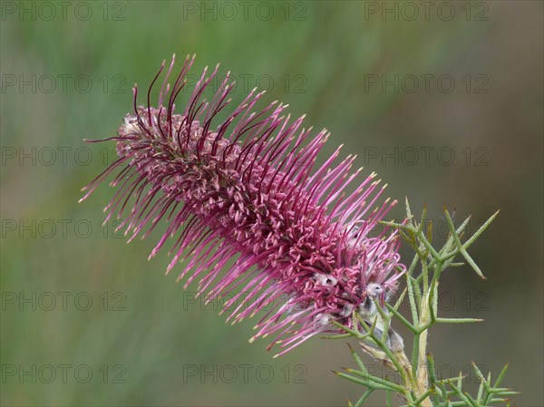 Bottlebrush Grevillea