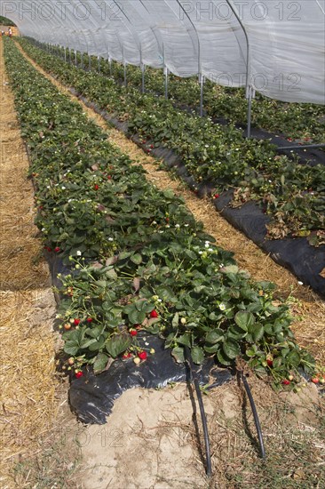 Strawberry bed in poly tunnel