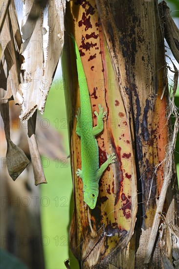 Seychelles giant day gecko