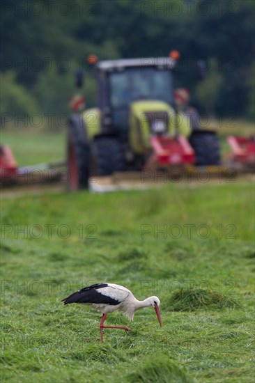 White stork