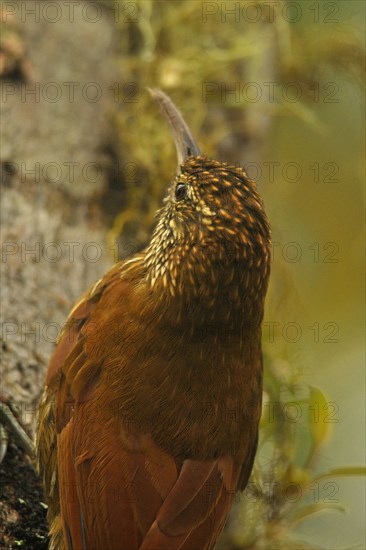 Mountain forest tree climber